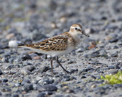 Little Stint photographed at L'Eree [LER] on 17/9/2014. Photo: © Mike Cunningham