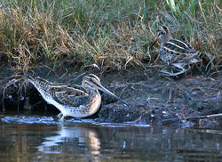 Jack Snipe photographed at Claire Mare [CLA] on 25/9/2014. Photo: © Mike Cunningham