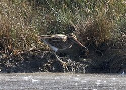 Jack Snipe photographed at Claire Mare [CLA] on 27/9/2014. Photo: © Cindy  Carre