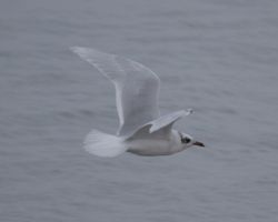 Mediterranean Gull photographed at Cobo [COB] on 29/9/2014. Photo: © Cindy  Carre