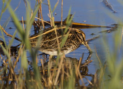 Jack Snipe photographed at Claire Mare [CLA] on 4/10/2014. Photo: © Anthony Loaring