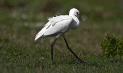 Spoonbill photographed at Colin Best NR [CNR] on 6/10/2014. Photo: © Dan Scott