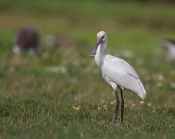 Spoonbill photographed at Colin Best NR [CNR] on 6/10/2014. Photo: © Dan Scott