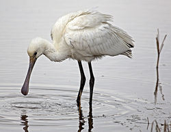 Spoonbill photographed at Claire Mare [CLA] on 10/10/2014. Photo: © Mike Cunningham