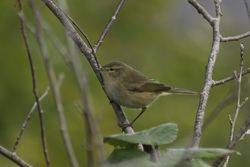 Chiffchaff photographed at Reservoir [RES] on 11/10/2014. Photo: © J Friend