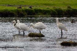 Spoonbill photographed at Colin Best NR [CNR] on 29/10/2014. Photo: © Danielle Friend