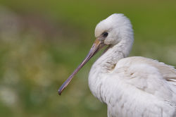 Spoonbill photographed at Colin Best NR [CNR] on 16/10/2014. Photo: © Dan Scott