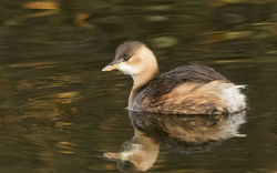 Little Grebe photographed at Reservoir [RES] on 6/12/2014. Photo: © Anthony Loaring