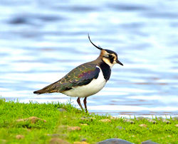Lapwing photographed at Claire Mare [CLA] on 16/12/2014. Photo: © Mike Cunningham