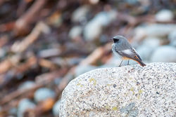 Black Redstart photographed at Pulias [PUL] on 29/12/2014. Photo: © Andy Marquis
