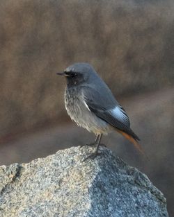 Black Redstart photographed at Pulias [PUL] on 31/12/2014. Photo: © Cindy  Carre
