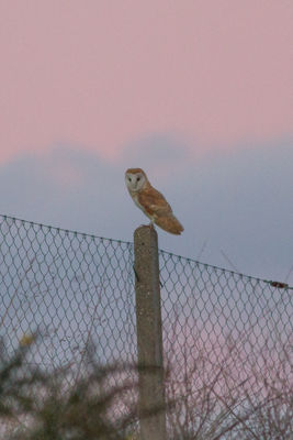 Barn Owl photographed at Mont Cuet [CUE] on 6/1/2015. Photo: © Rod Ferbrache
