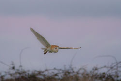 Barn Owl photographed at Mont Cuet [CUE] on 6/1/2015. Photo: © Rod Ferbrache