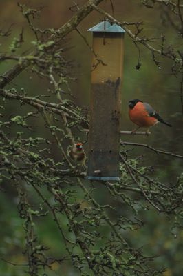 Bullfinch photographed at Les Truchots, St.Andrews on 10/1/2015. Photo: © Shane Giles