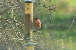 Bullfinch photographed at Les Truchots, St. Andrews on 10/1/2015. Photo: © Shane Giles
