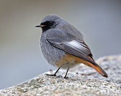 Black Redstart photographed at pulias on 20/1/2015. Photo: © Mike Cunningham