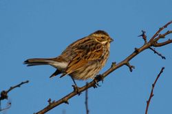 Reed Bunting photographed at Corbiere [COR] on 23/1/2015. Photo: © Adrian Gidney