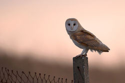 Barn Owl photographed at Chouet [CHO] on 11/2/2015. Photo: © Chris Bale