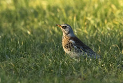 Fieldfare photographed at St Andrew (Parish) on 14/2/2015. Photo: © Anthony Loaring