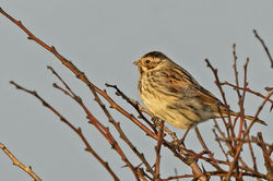 Reed Bunting photographed at Bigard [BIG] on 25/2/2015. Photo: © Anthony Loaring