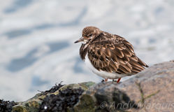 Turnstone photographed at Salerie Corner [SAL] on 26/2/2015. Photo: © Andy Marquis