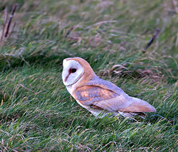Barn Owl photographed at Chouet [CHO] on 3/3/2015. Photo: © Mike Cunningham
