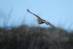 Barn Owl photographed at Chouet Refuse Tip [CH2] on 4/3/2015. Photo: © Jason Friend