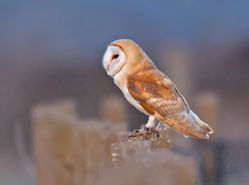 Barn Owl photographed at Chouet [CHO] on 4/3/2015. Photo: © Mike Cunningham