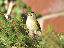 Goldcrest photographed at St Peter Port [SPP] on 5/3/2015. Photo: © Mike Cunningham