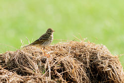 Meadow Pipit photographed at Rue des Hougues, STA [H04] on 8/3/2015. Photo: © Jason Friend