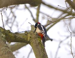 Great Spotted Woodpecker photographed at Saumarez Park [SAU] on 12/3/2015. Photo: © Royston Carré