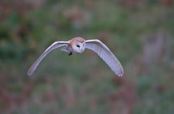 Barn Owl. Photo: © Dan Scott