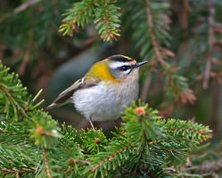 Firecrest photographed at St Peter Port [SPP] on 16/3/2015. Photo: © Mike Cunningham