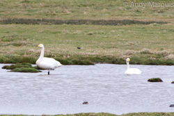 Whooper Swan photographed at Colin Best NR [CNR] on 3/4/2015. Photo: © Andy Marquis