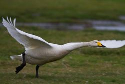 Whooper Swan photographed at Colin Best NR [CNR] on 4/4/2015. Photo: © Dan Scott