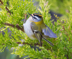 Firecrest photographed at St Peter Port [SPP] on 8/4/2015. Photo: © Mike Cunningham