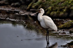 Spoonbill photographed at Claire Mare [CLA] on 16/4/2015. Photo: © Jason Friend