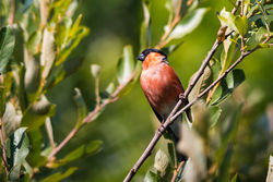Bullfinch photographed at Garenne [GAR] on 2/8/2015. Photo: © Andy Marquis