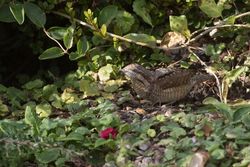 Wryneck photographed at Rue des Bergers [BER] on 5/9/2015. Photo: © Vic Froome