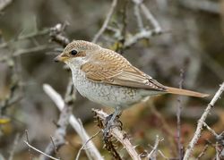 Red-backed Shrike photographed at Pleinmont [PLE] on 26/9/2015. Photo: © Cindy  Carre