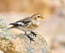 Snow Bunting photographed at Fort Hommet [HOM] on 7/10/2015. Photo: © Mark Guppy