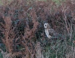 Short-eared Owl photographed at Pleinmont [PLE] on 17/10/2015. Photo: © Vic Froome