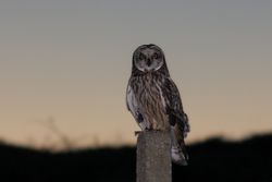 Short-eared Owl photographed at Chouet on 31/10/2015. Photo: © Jason Friend