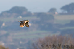 Short-eared Owl photographed at Pleinmont [PLE] on 1/11/2015. Photo: © Andy Marquis
