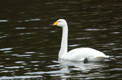 Whooper Swan photographed at Reservoir [RES] on 5/12/2015. Photo: © Anthony Loaring
