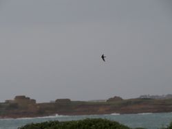 Little Swift photographed at Fort Le Crocq [FLC] on 30/12/2015. Photo: © Mark Guppy