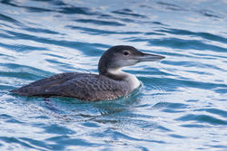 Great Northern Diver photographed at Town Harbour [TOW] on 4/1/2016. Photo: © Rod Ferbrache