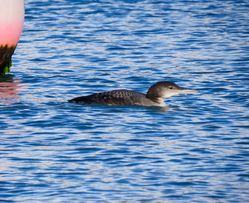 Great Northern Diver photographed at Town Harbour [TOW] on 10/1/2016. Photo: © Mark Guppy