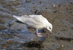 Iceland Gull photographed at Town Harbour [TOW] on 11/2/2016. Photo: © Wayne Turner