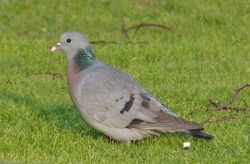Stock Dove photographed at Ville es Pies [VEP] on 11/3/2016. Photo: © Min Henry